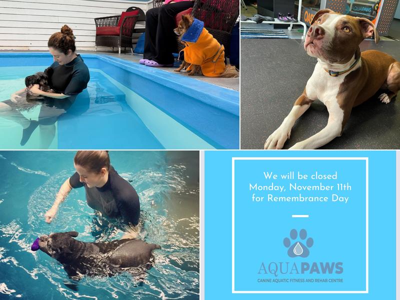 Aqua Paws Canine Wellness