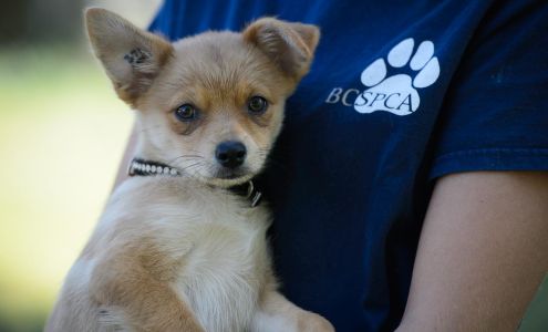 BC SPCA Burnaby