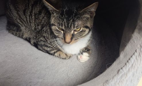 Oromocto SPCA Oromocto