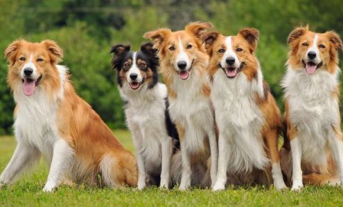 Loch Lomond Veterinary Hospital