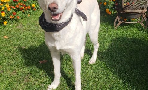 Belleville Animal Hospital