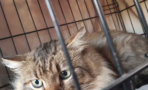 London Animal Care Centre