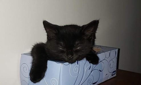 Hanover Veterinary Hospital 18th Ave, Hanover Ontario N4N 0B8