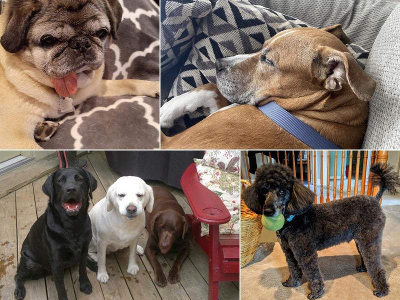 Ostrander Animal Services