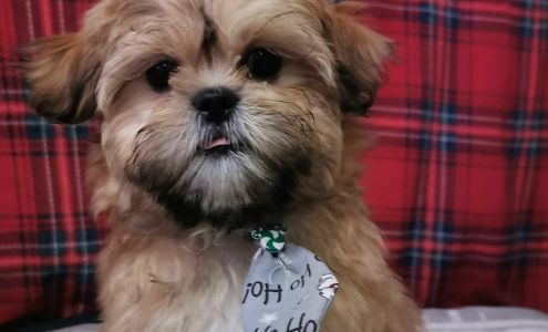 Animalerie Miawoof Sainte-anne-de-beaupré