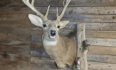 Lakeside Taxidermy Copan