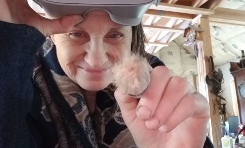 Chan Red Willow Art Kendrick