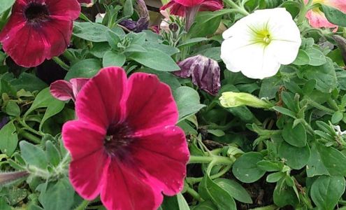 Thomas Greenhouses & Seasons