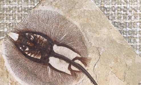 Ulrich's Fossil Gallery Kemmerer