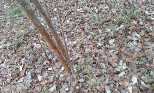 Middleton's Pawn & Jewelry