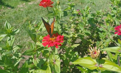 Toes In The Sand Foot Care Charlemont