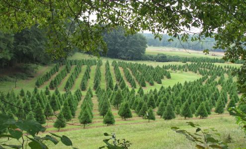 Neely Farms Christmas Trees Thorsby