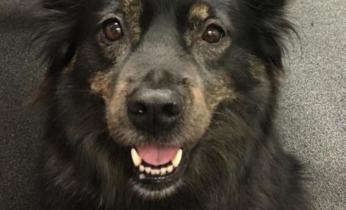 IndyRisk Insurance Advisors