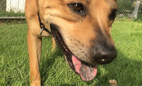 Central PA Humane Society