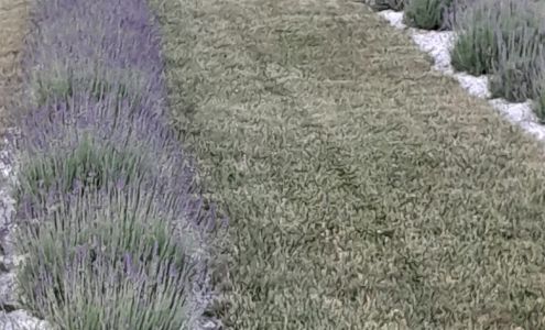 Purple Prairie Lavender Farm, LLC Good Hope