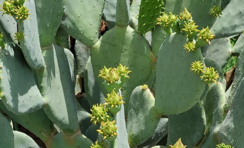 Kirk Hopper Fine Art