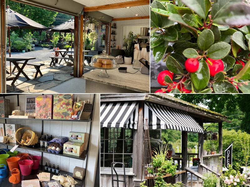 Mettowee Mint 4977 VT-30, Dorset