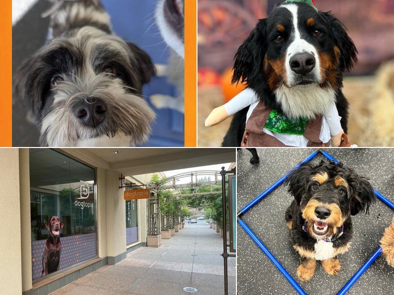 Dogtopia of Blackhawk