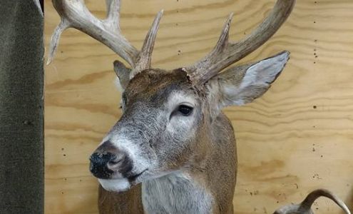 Artistic Wildlife Taxidermy Wabasha