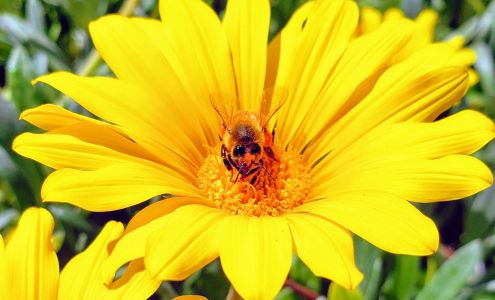 Ventura Bee Rescue 1134 Chalmette Ave, Ventura California 93003