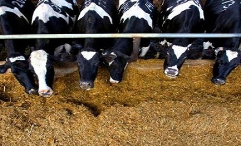 Vandenberg Feeders LTD Picture Butte