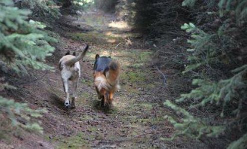 Common Sense Dog Food Vernon Vernon