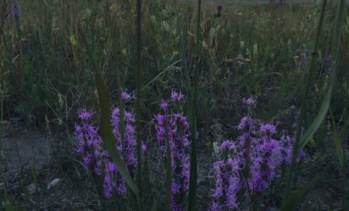 Butterflies and Dragonflies Healing and Wellness Mortlach