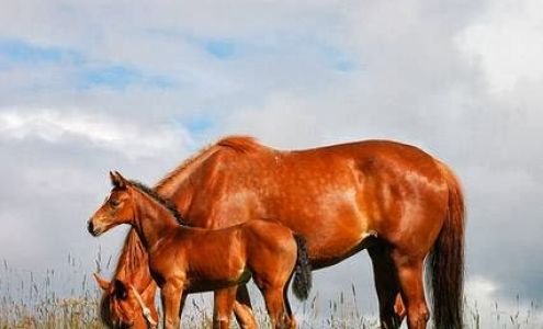 BioEquine Animal Supplements Sundre