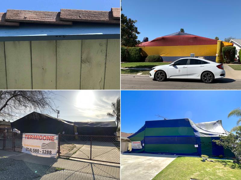 Termigone Exterminators