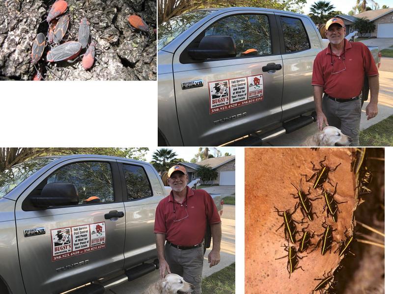 Bugsy's Exterminating Inc