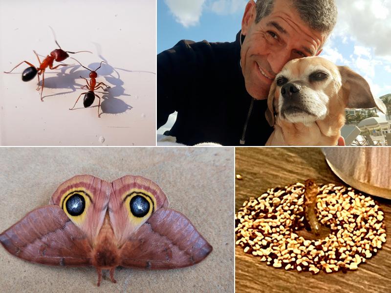 Absolute Finest Pest Control Services, Inc.