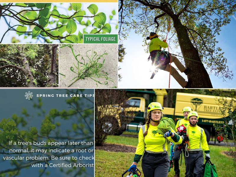 Bartlett Tree Experts