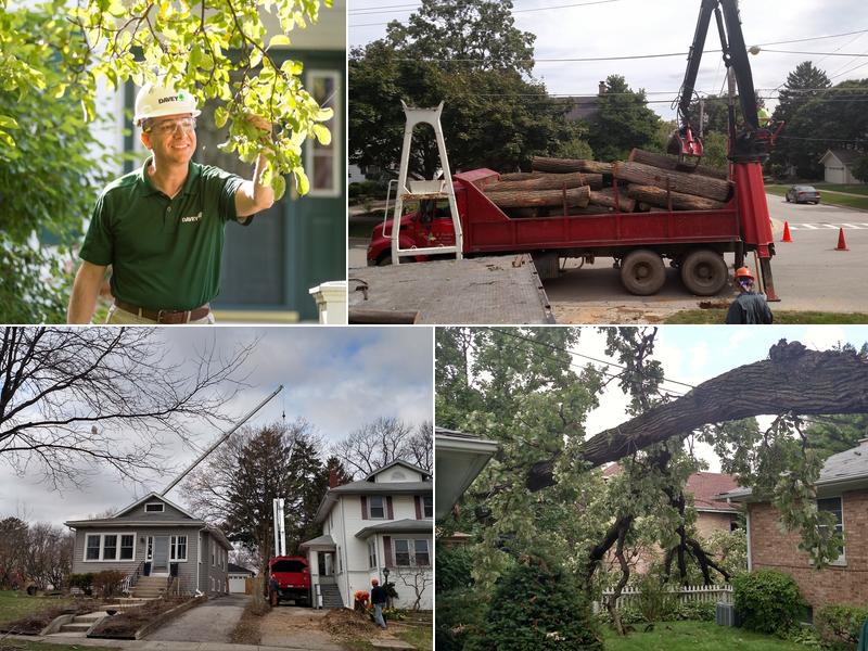 The Davey Tree Expert Company