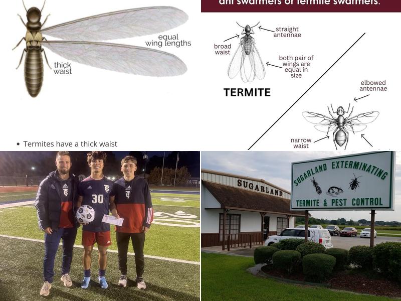 Sugarland Exterminating