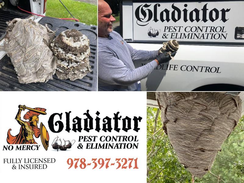 Gladiator Pest Control