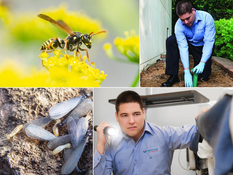 Waltham Pest Services