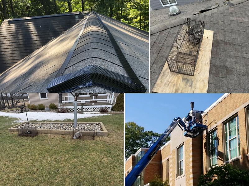 Advanced Wildlife Control