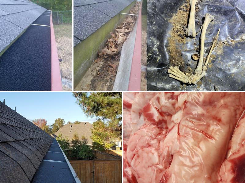 Patches Pest PLUS LLC