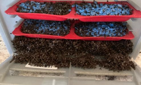 A1 Termite & Pest Control