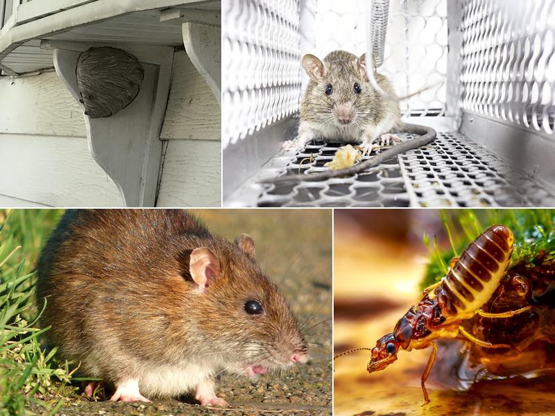 Legacy Rodent Control