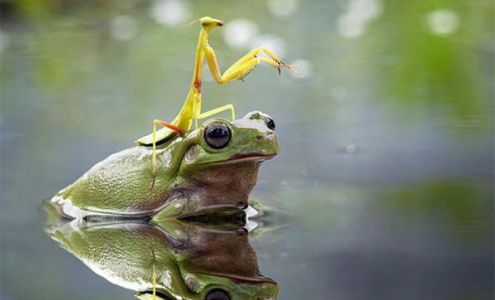 Advanced Pest Control Services, LLC