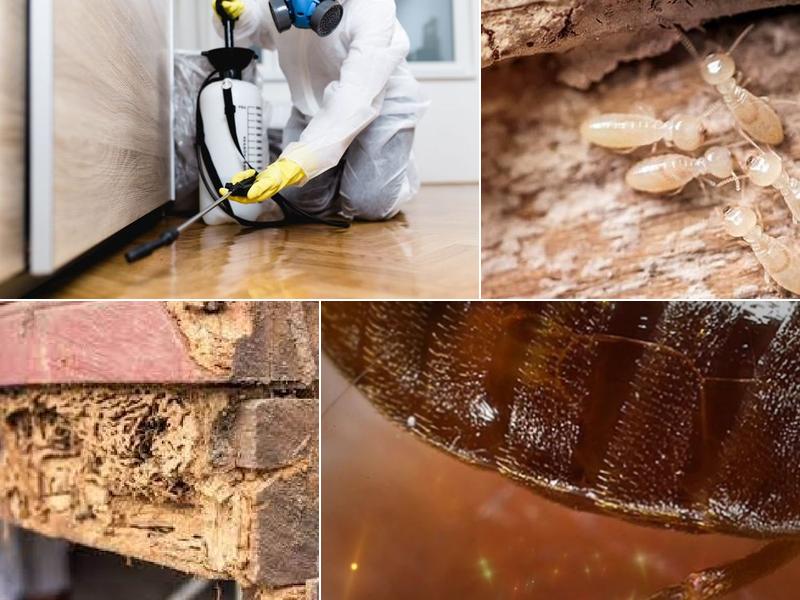 Gamecock Exterminating Company