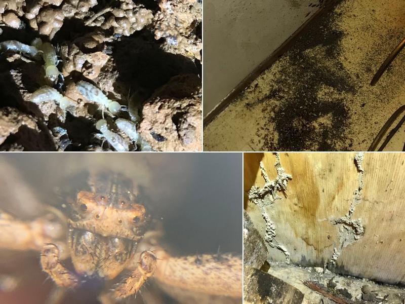 True Blue Termite and Pest Control