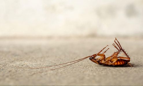 Ace Pest Control 1738 SE 10th Ave, Amarillo Texas 79102