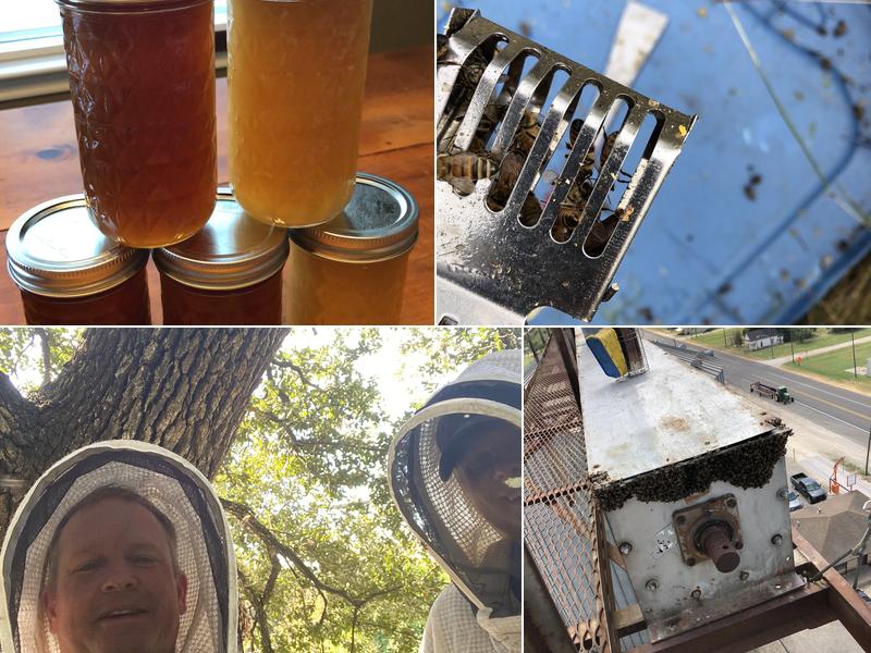 Waco Wild Honey Live Bee Removal LLC