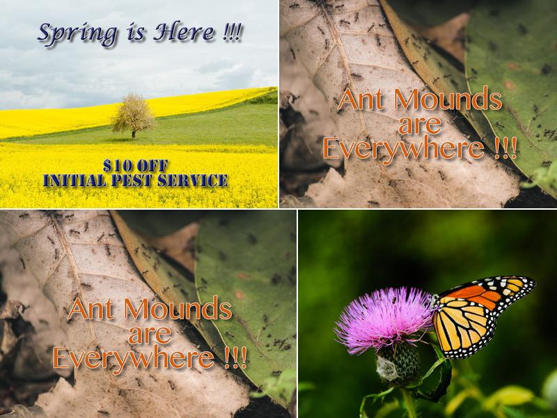 Area Wide Termite & Pest Control