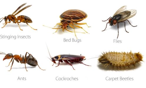 Western Wisconsin Pest Control, LLC 545 10th Ave, Baldwin Wisconsin 54002