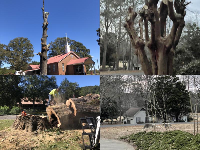 Vargas Tree Services