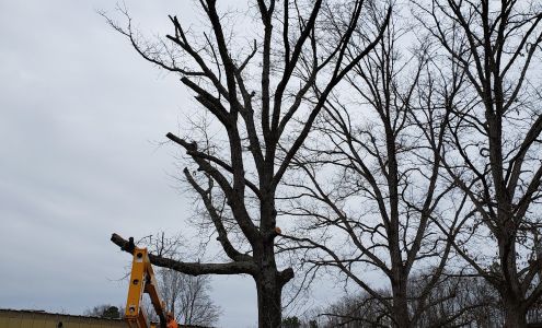 A Plus Tree Service Eva