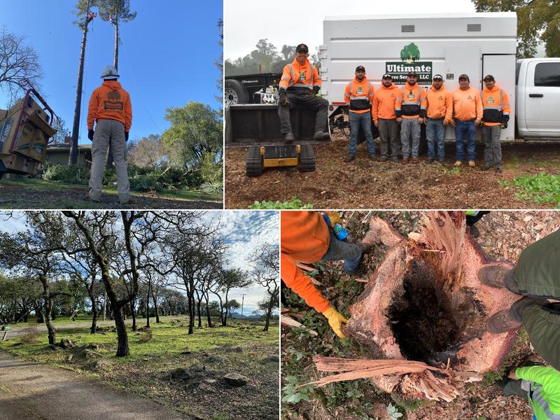 Ultimate Tree Service, LLC